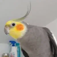 عروس هلندی گمشده درسی۴