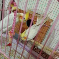 عروس هلندی سفید
