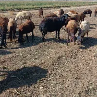 یک عدد قوچ قره قزل صل به فروش میرسد|حیوانات مزرعه|زرین دشت (همدان), |دیوار