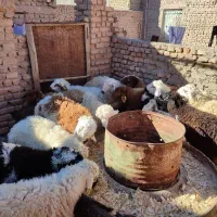 بره نر و ماده سفت چاق|حیوانات مزرعه|بیرجند, |دیوار
