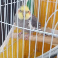 طوطی عروس نر سخنگو بالغ|پرنده|تولم شهر, |دیوار