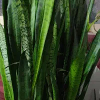 فروش گل طبیعی و زیبای سانسوریا|گل و گیاه طبیعی|ایذه, |دیوار