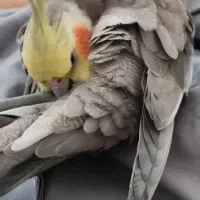 عروس هلندی گمشده|پرنده|خمینی‌شهر, |دیوار