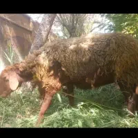 میش افشاری