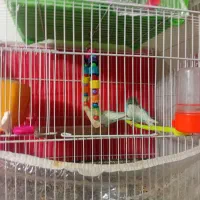 مرغ عشق جفت  ۴۰۰