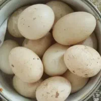 تخم اردک ۲۱۰۰۰ بسیار مقوی