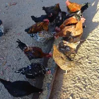 فروش مرغ و خروس رسمی گلین