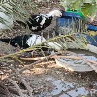 فروش اردک بی صدا