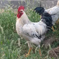 دو عدد خروس جوان و سرحال