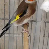 سهره نر|پرنده|ساوه, |دیوار