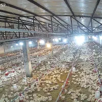 سالندار مرغداری گوشتی