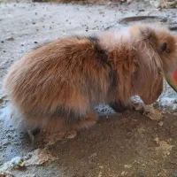 خرگوش لوپ اصیل