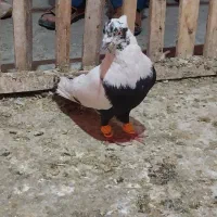 کفتر دم سیاه نر|پرنده|سوسنگرد, |دیوار