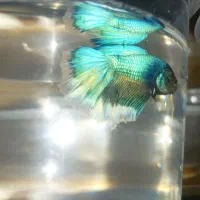 ماهی فایتر بتا هافمون نر و ماده و حلزون سیب