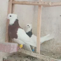 کبوتر پرشی