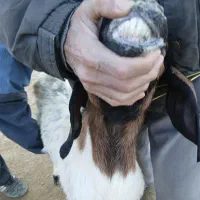 بزغاله پاکستان اصل۱۰م بزکول شیری بزغاله ماده۱۳۵۰۰م