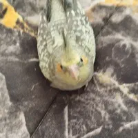 جوجه عروس هلندی