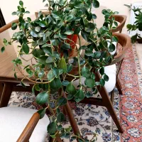 فروش گل آپارتمانی|گل و گیاه طبیعی|تهران, حشمتیه|دیوار