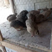 بلدرچین