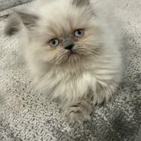 گربه|گربه|بندرعباس, |دیوار