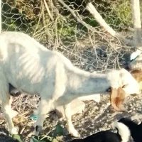 بز فروشی|حیوانات مزرعه|ایرانشهر, |دیوار