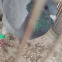 کبوتر پلاکی|پرنده|بندر گناوه, |دیوار