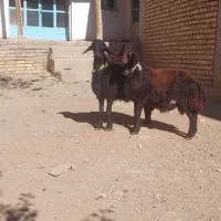 بره قوچ نمونه