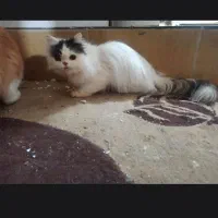 پرشین اگزوتیک با خلوص بالا