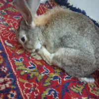 خرگوش|موش و خرگوش|ورامین, ورامین|دیوار