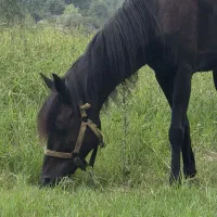 آموزش سوارکاری و مربی گری|خدمات آموزشی|قائمشهر, |دیوار