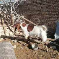 چپش پاکستانی|حیوانات مزرعه|مهریز, |دیوار