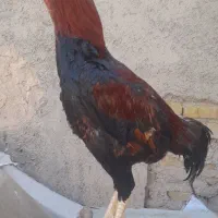 سلام یک عدد خروس لاری اصل ۱۰ماهه ومست