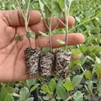 نشا کلم گاهو و ...