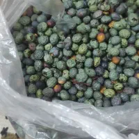 محصولات خانگی سرکه،آبغوره ،نعناع،بنه کوهی، رب انار|خوردنی و آشامیدنی|مشهد, رستگار|دیوار