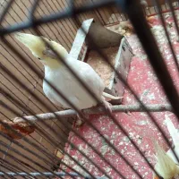 عروس لوتینو