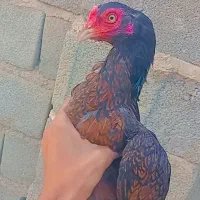 قناری ماده مرغ نصل دار