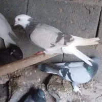 یک   عدد کبوتره ابلاغ ماده