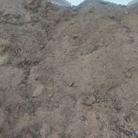 کود گوسفندی خالص بدون خاک و علف