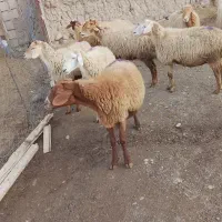 فروش ۸ عدد گوسفند جوان