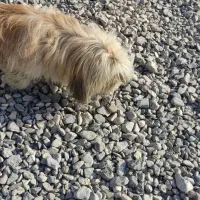 واگذاری سگ|سگ|چناران, |دیوار