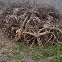 فروش ریشه تمیز شده  درخت.جهت استفادهای مختلف