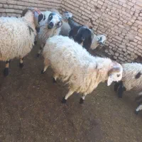گوسفند بره  چاق|حیوانات مزرعه|رفسنجان, |دیوار