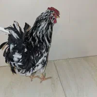 ۱عدد خروس گلین فول جیل ریش دار ۶ماهه مرغ گیر عالی