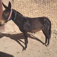 قاطر قودو و باری|حیوانات مزرعه|لاران, |دیوار