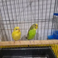 مرغ عشق مولد