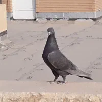 کبوترقهوای|پرنده|بهبهان, |دیوار