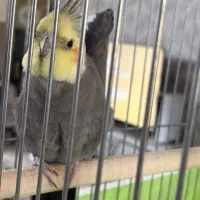 عروس هلندی سینامون|پرنده|ری, سیزده آبان|دیوار