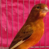 قناری تو سرخ(۶عدد)