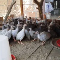 جوجه مرغ شاخدار۳ماهه