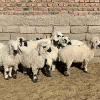 بره های چاق چاق